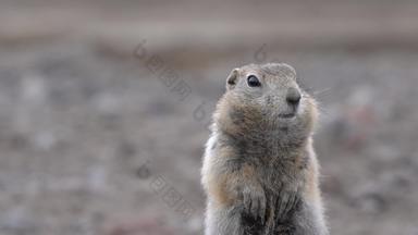 野生动物北极小田鼠小心翼翼地相机肖像好奇的属啮齿动物松鼠家庭